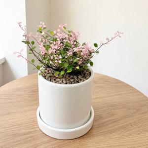 핑크트리안 핑크브리즈 공기정화식물 플랜테리어 행잉 수경재배 소형