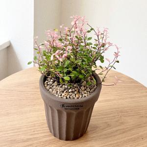 핑크트리안 핑크브리즈 공기정화식물 플랜테리어 로자리안토분 소형