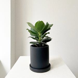 크루시아 집들이 승진 축하 개업화분 실내공기정화식물 플랜테리어