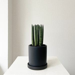 스투키 개업화분 승진 영전 전자파차단 공기정화식물 플랜테리어