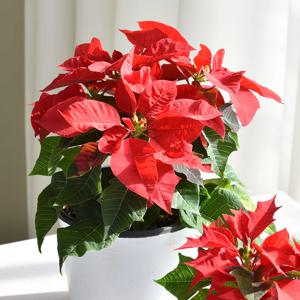 포인세티아 크리스마스 식물 화분 2size