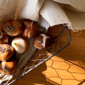 가을/겨울에 심는 꽃식물 튤립구근 6종