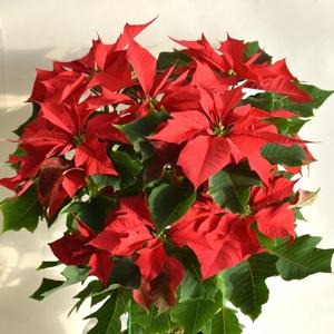 포인세티아 대품 크리스마스 꽃 겨울 생화