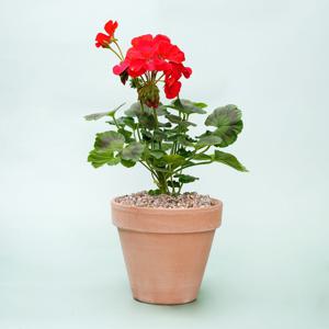 제라늄_이태리토분 바소 인테리어식물 실내공기정화식물