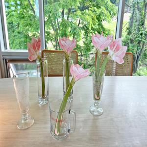 페이퍼플라워 아마릴리스