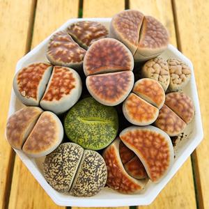 리톱스 믹스 코노피튬 다육이 선인장 미니다육 귀여운 포인트 인테리어