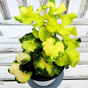 문라이트 아이비 황금프릴 송악 지름 10Cm포트 황금무늬프릴