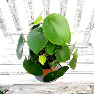 글로리아페페 물방울페페 지름10cm포트 수경재배 페페로미아