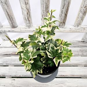 코모레비 아이비 지름 10Cm포트 나무사이로 비치는 햇빛 키우기쉬운식물