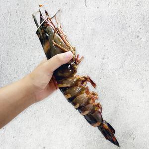 킹 블랙 타이거 새우 냉동 블랙킹 1미