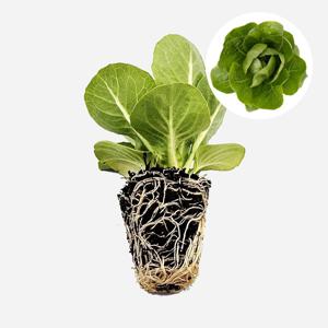 코스 미드 하트 라벨로 1개 유럽 상추 모종 쌈채소 샐러드 텃밭 채소 튼튼한 모종