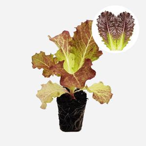 적상추 홈런왕 2개 상추 모종 쌈채소 텃밭 채소 튼튼한 모종