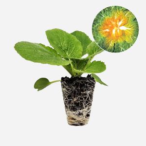 황금 봄동 2개 야채 월동 쌈용 배추 모종 텃밭 채소 튼튼한 모종