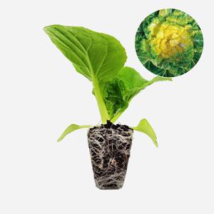 봄동 춘동102 2개 야채 월동 쌈용 배추 모종 텃밭 채소 튼튼한 모종