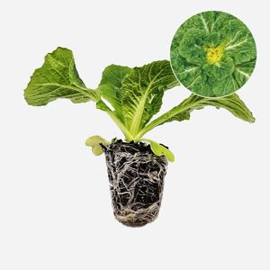 봄동 CR 설춘 2개 야채 월동 쌈용 배추 모종 텃밭 채소 튼튼한 모종