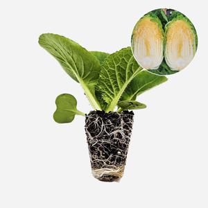 황금배추 CR황금 2개 야채 배추 모종 김장용 텃밭 채소 튼튼한 모종
