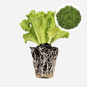 크리스탈 하이드로리크 1개 유럽 상추 모종 쌈채소 샐러드 텃밭 채소 튼튼한 모종