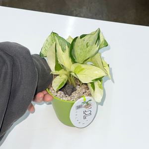 오레우스 만줄라 스킨답서스 set / 키우기쉬운식물 화분선물