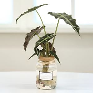 흙없이 키우는 코르크 유리병 수경세트  공기정화 천연가습기 전자파차단