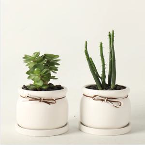 키우기쉬운 감성테이블식물 우주목, 녹비단, 연필선인장, 스투키, 괴마옥