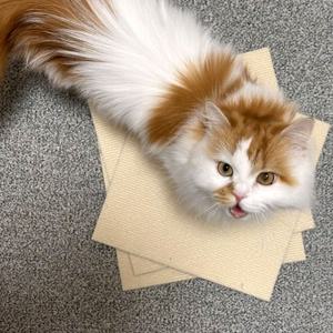 붙이는 고양이 스크래처 수직 냥오름 벽부착 캣 카페트 벽지 스크레처 장난감 스크래쳐