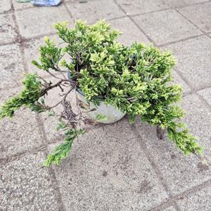 황금좀눈향나무 폭30cm 향나무 측백나무