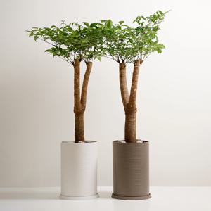 해피트리 써클라인 화분 대형식물 실내공기정화식물 대형화분