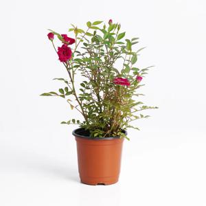 찔레장미 키우기쉬운 실내공기정화식물 인테리어식물 소형 모종