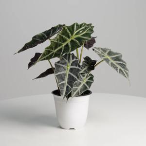 거북알로카시아 중품 키우기쉬운 실내공기정화식물 인테리어식물 모종