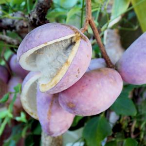 으름나무 키150cm 결실주 덩굴식물 열매 백화 홍화 대실