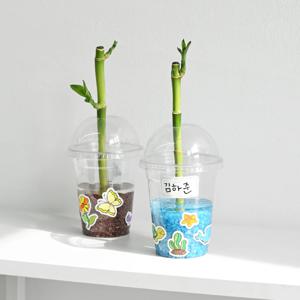 개운죽 수경재배 세트 공기정화식물 스티커 증정 DIY키트