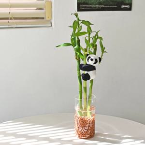 개운죽 팬더 실린더 유리화병 수경재배 세트