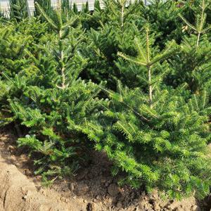 구상나무 키120cm 키150cm 흙분 크리스마스트리 은청색 상록수