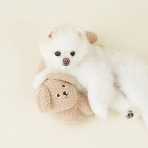 펫본 뽀글이강아지 펫필로우 BROWN