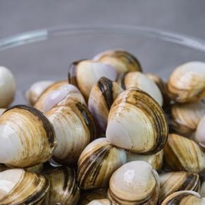 해감완료 고창 활 동죽 3kg 외 활조개 물총조개