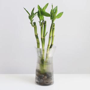 개운죽_수경재배식물 플레어 화병 세트