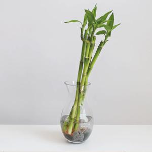 개운죽_수경재배식물 벨라인 화병 세트