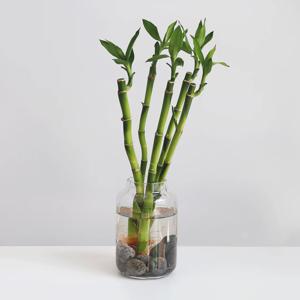 개운죽_수경재배식물 플리츠 화병 세트