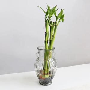 개운죽_수경재배식물 앤티크 화병 세트