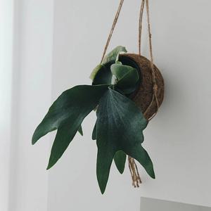 공기정화식물 행잉플랜트 박쥐란 코코넛 화분세트 플렌테리어 거실인테리어화분