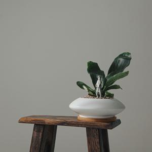 박쥐란 오아시스화분세트