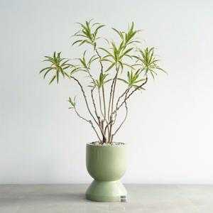 드라세나 송오브인디아 GG-2 파스텔그린 중형 화분 거실화분 집들이화분 인테리어식물