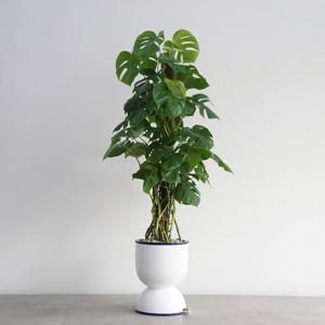 타워형 몬스테라 딥블루 더블링 화분 대형화분 개업선물 사무실인테리어 축하화분