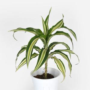 드라세나 말라이카 중형 인테리어 공기정화 반려식물