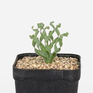 알부카 콘코르디아나 소형 미니 다육 선인장 플랜테리어 반려식물