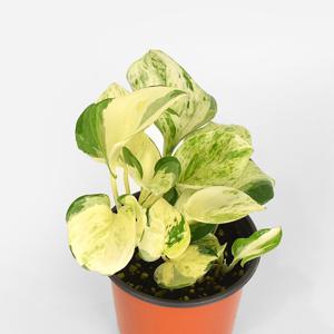 오레우스 스킨답서스 소형 만줄라 인테리어 공기정화 반려식물