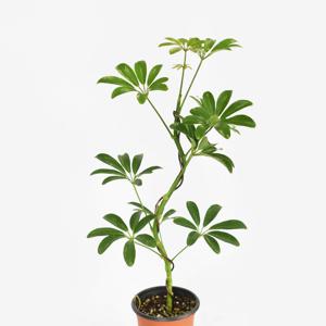 홍콩야자 S자 목대 소형 나무 실내공기정화 인테리어 반려식물