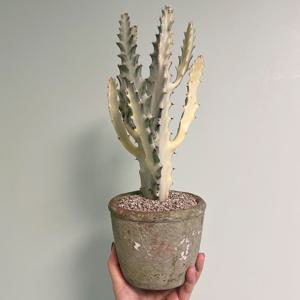 화이트고스트 흰유령선인장 인테리어 감성화분 - 빈티지링