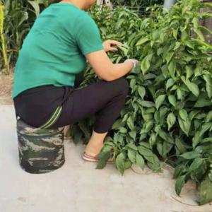 고추 따는 의자 심는 수확 농업용 엉덩이 농사 농업 밭일 의자 2size