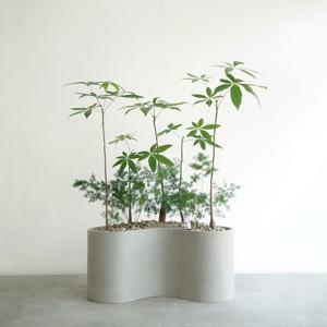 아스파라거스 미리오클라두스 & 파키라 그레이 코너형 플랜트박스 실내조경 정원 인테리어